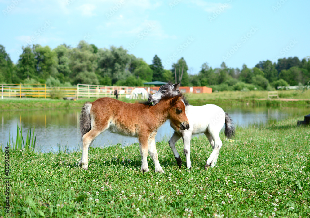 Two mini horses Falabella playing on meadow, bay and white Two mini horses Falabella playing on meadow, bay and white