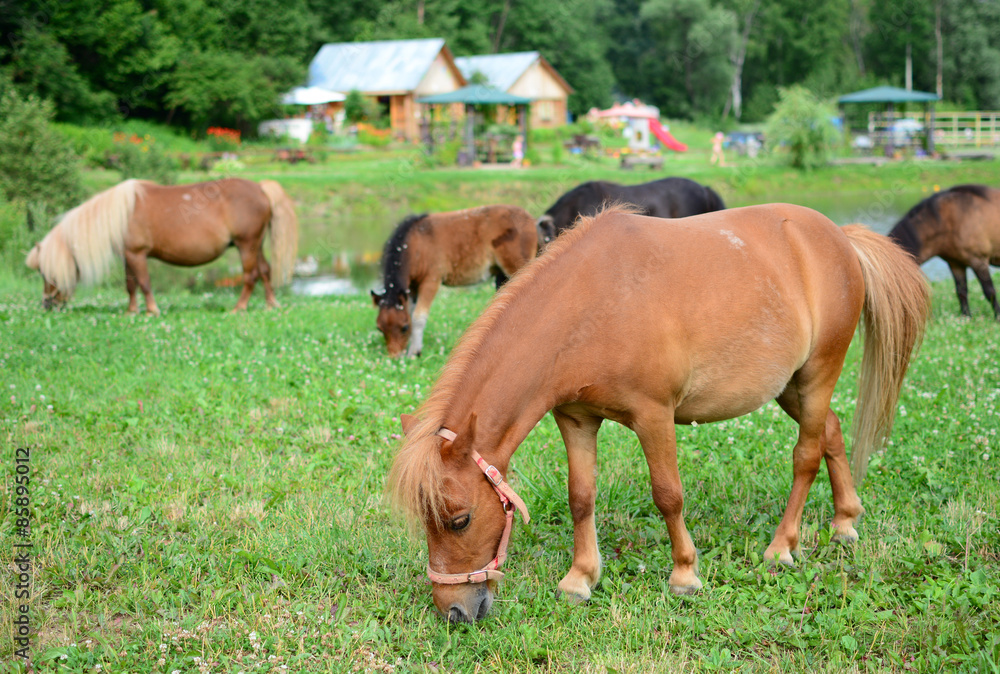 Falabella Foal mini horses grazing, selective focus Falabella Foal mini horses grazing, selective focus