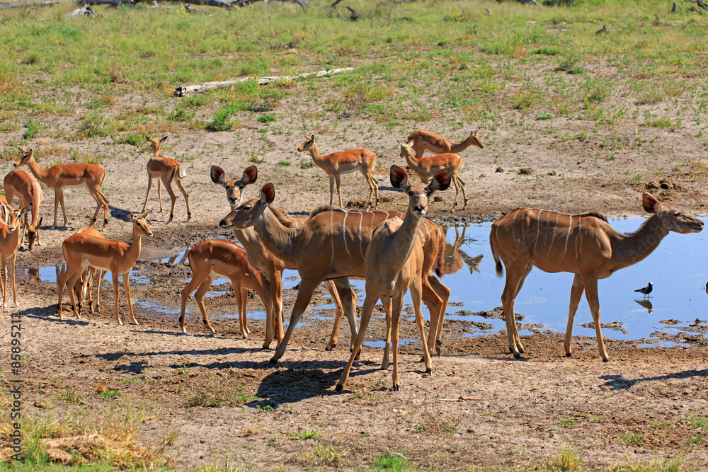 Fototapeta premium Kudus und Impalas