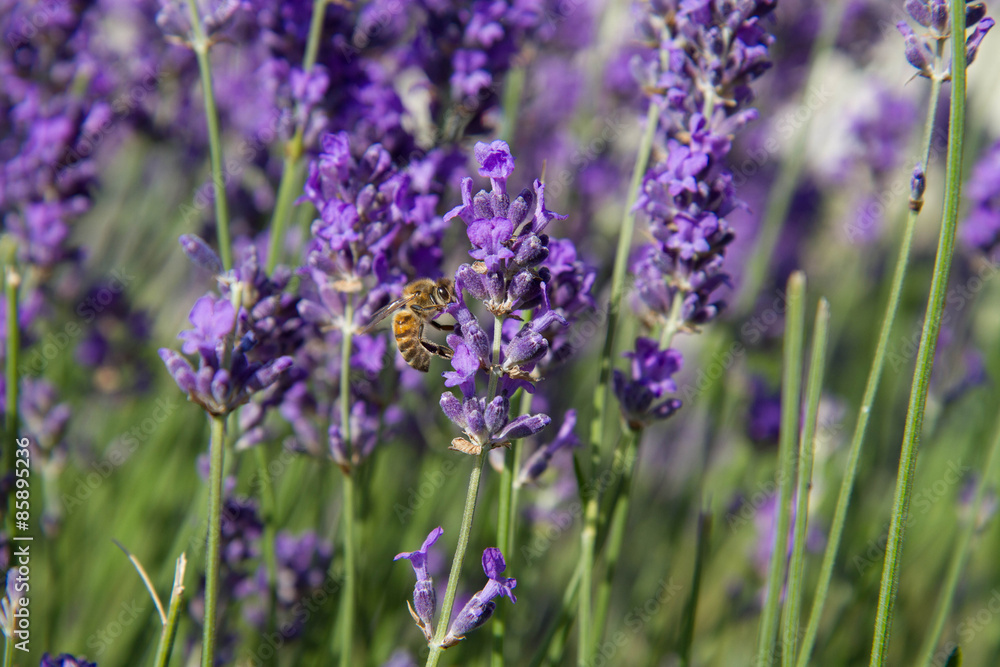 Bee on lavender flowers Bee on lavender flowers