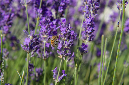 Bee on lavender flowers