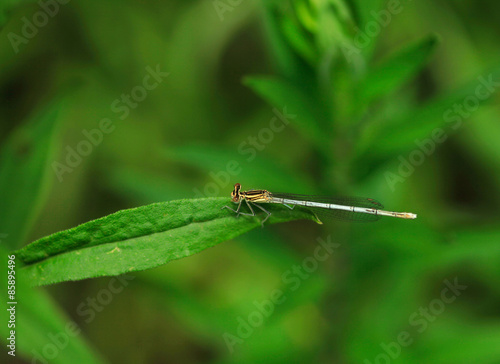 tiny dagonfly on green