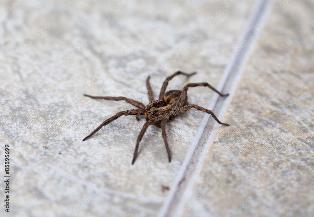 wolf spider (Lycosidae), selective focus on face, close-up wolf spider (Lycosidae), selective focus on face, close-up