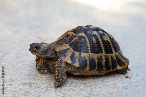 Steppe tortoise (Testudo (Agrionemys) horsfieldii) 