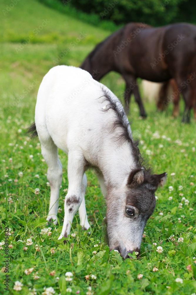 Obraz premium Falabella Foal mini horse grazing on a green meadow