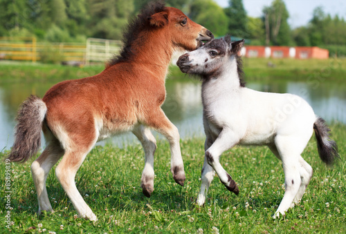 Two mini horses Falabella playing on meadow, selective focus