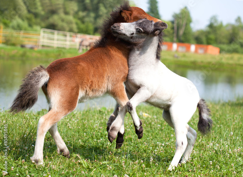 Two mini horses Falabella playing on meadow, bay and white © fieryphoenix