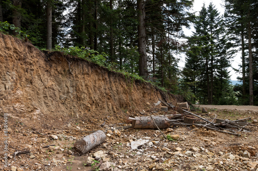 Ravine in the forest. Damaged trees. Environmental Ravine in the forest. Damaged trees. Environmental