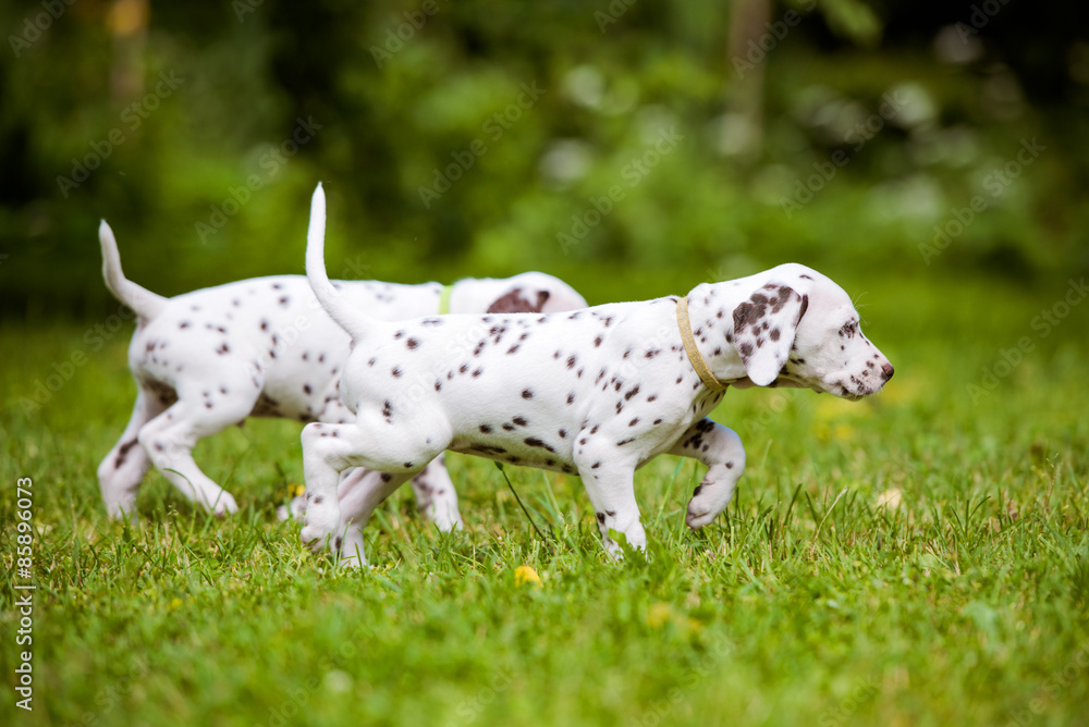 two dalmatian puppies walking outdoors