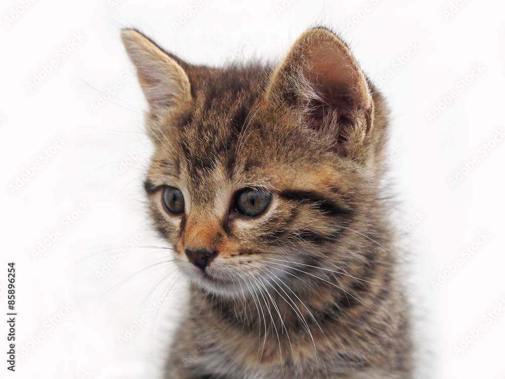 Portrait of tabby kitten 