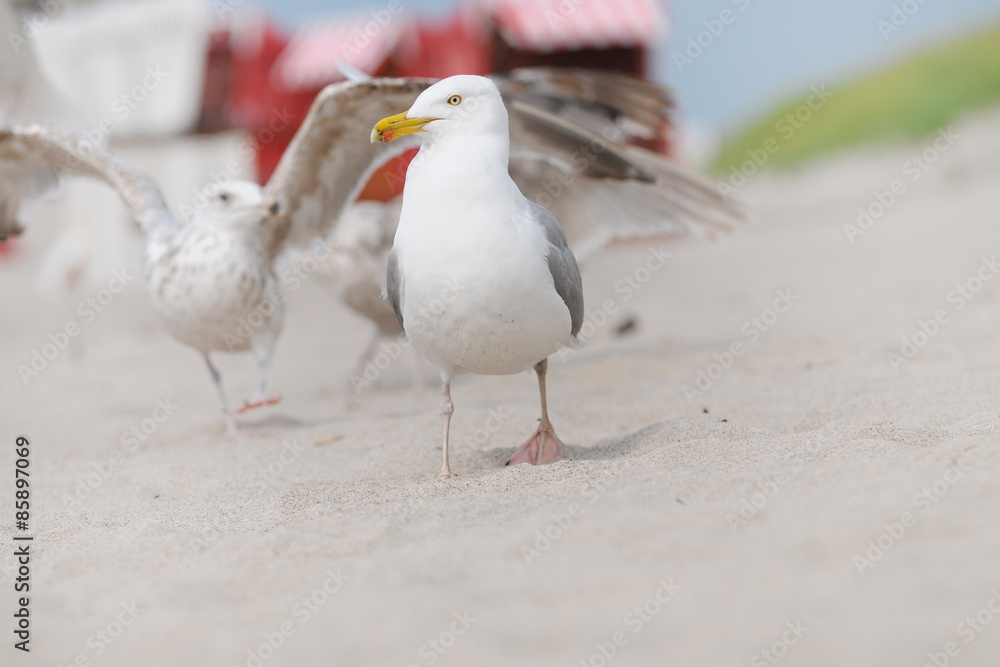 Obraz premium Silbermöwe stolziert am Strand