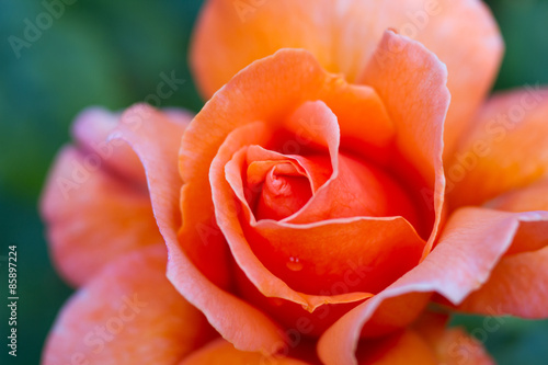 Macro of an orange rose