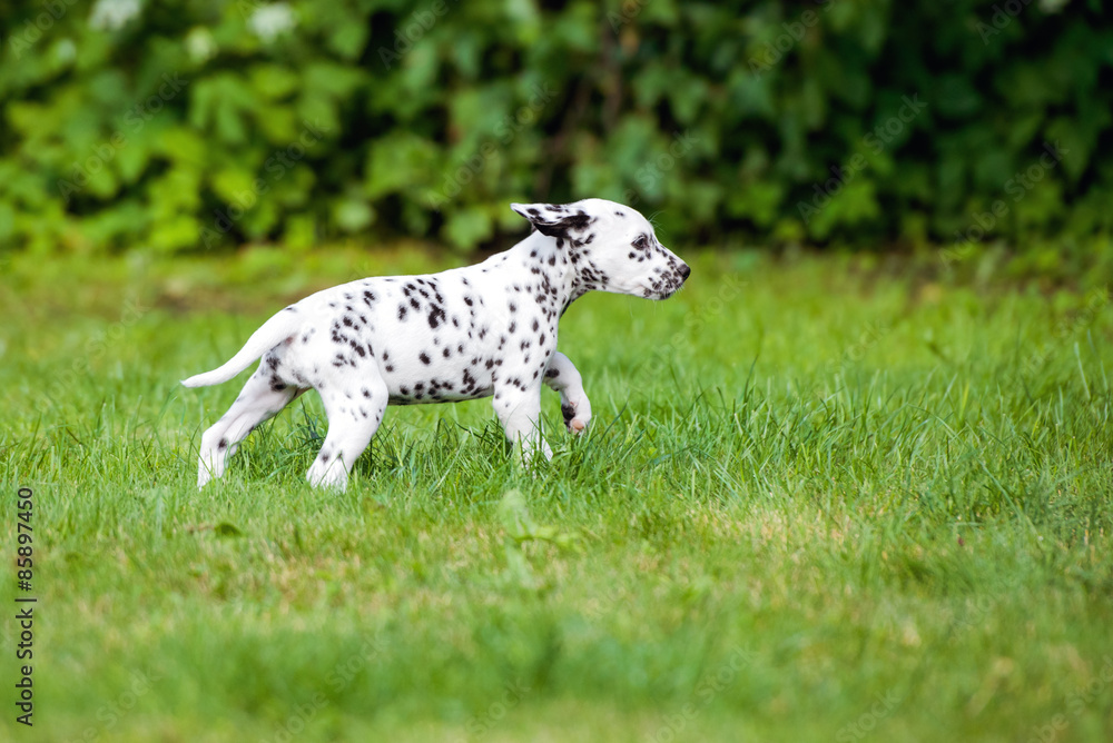 black dalmatian puppy walking outdoors black dalmatian puppy walking outdoors