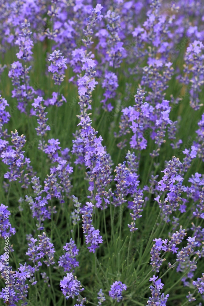 Цветущая лаванда