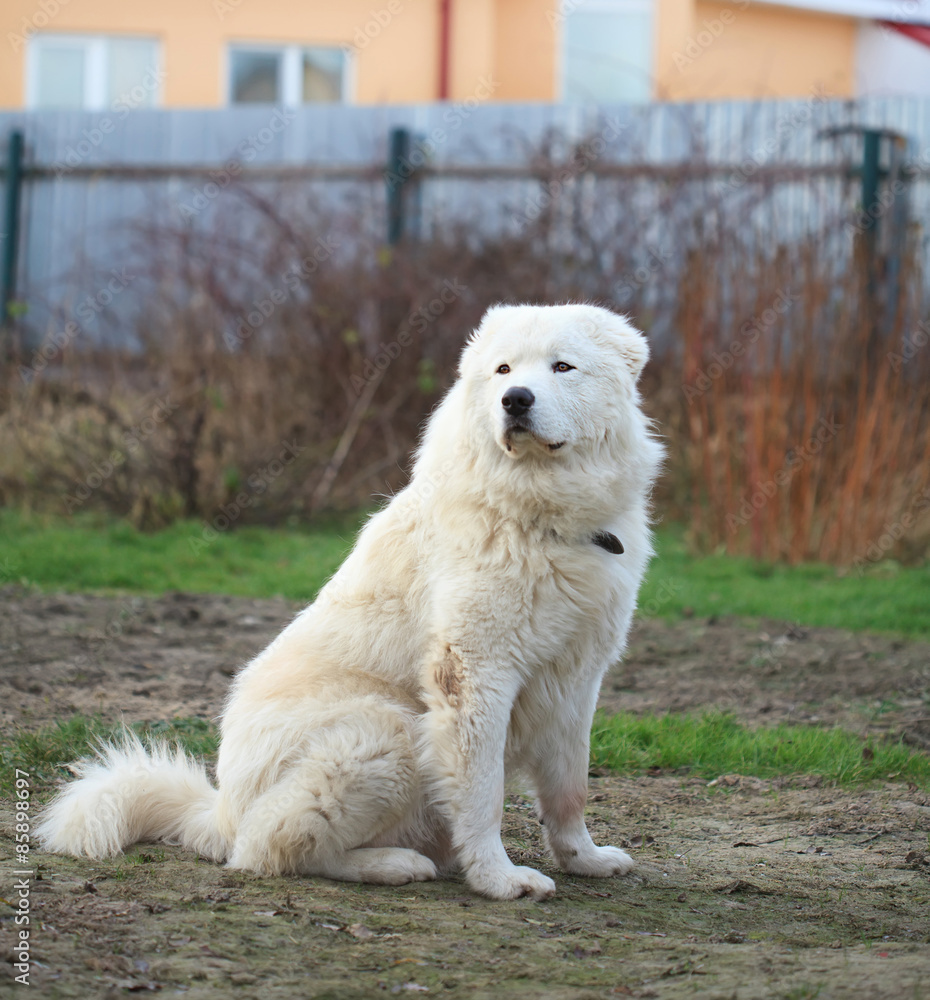 Maremma or Abruzzese patrol dog sitting on the grass 
