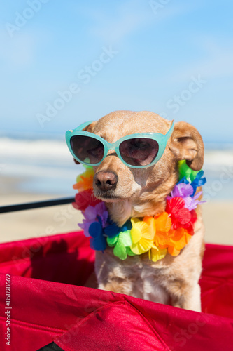Dog on vacation at beach © Ivonne Wierink
