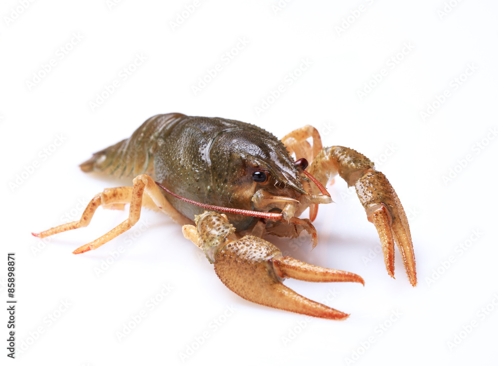 Fresh crayfish on a white background, selective focus on eyes Fresh crayfish on a white background, selective focus on eyes