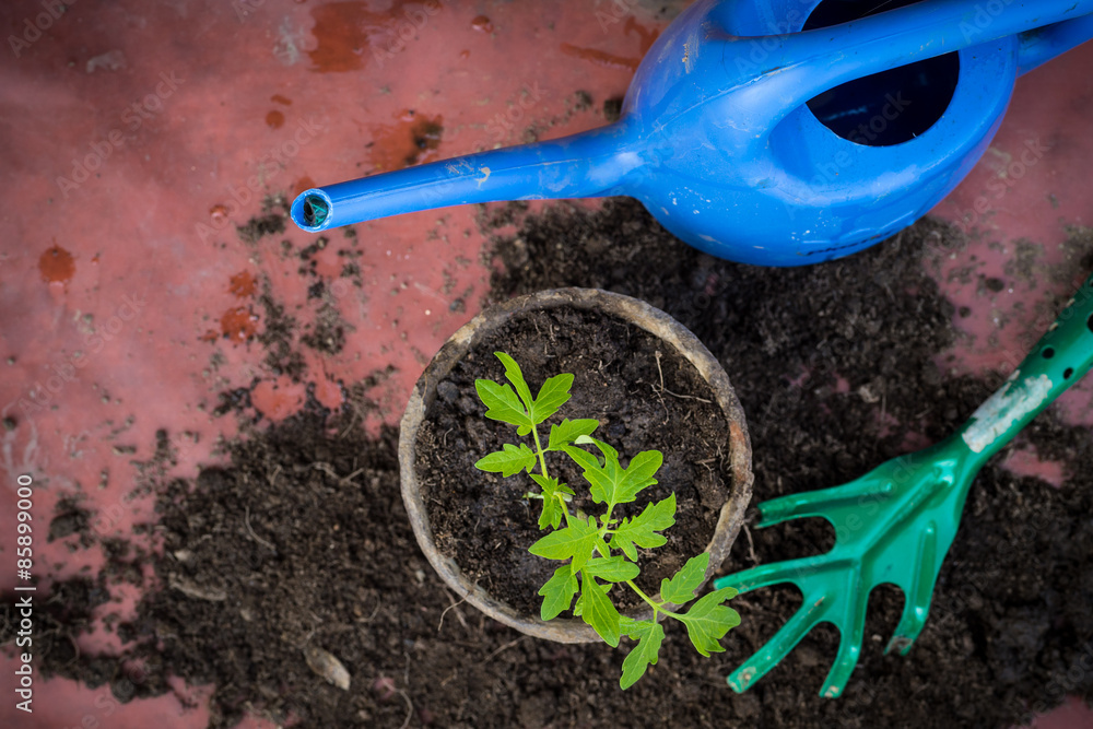 fresh tomato seedling in a pot, homegrown vegetables concept fresh tomato seedling in a pot, homegrown vegetables concept