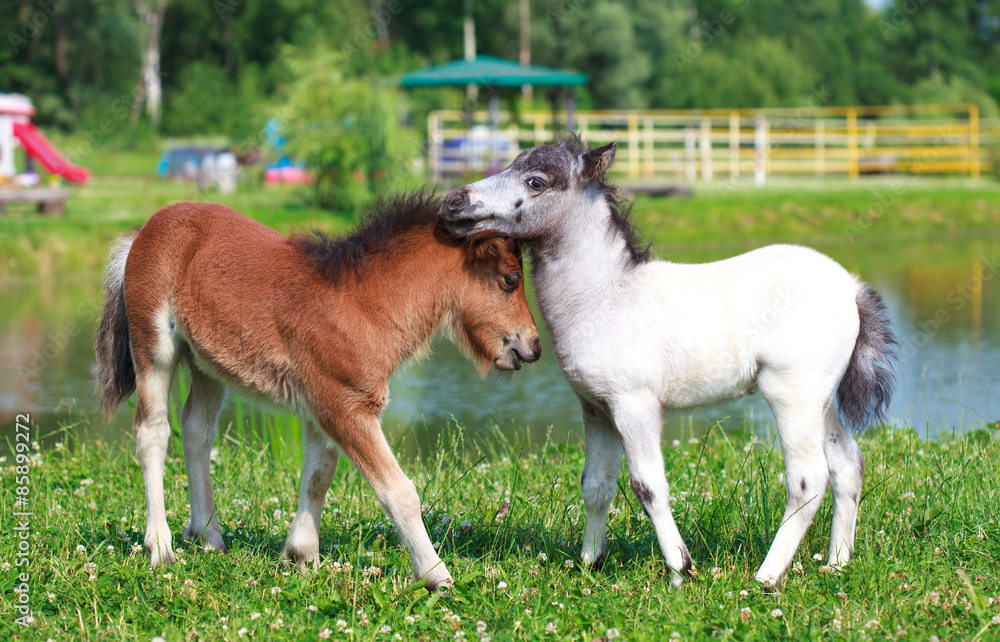 Two mini horses Falabella playing on meadow in summer Two mini horses Falabella playing on meadow in summer