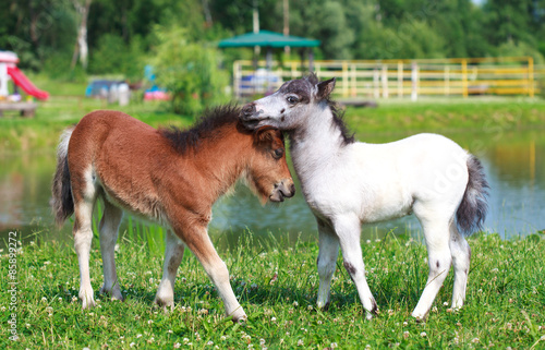 Two mini horses Falabella playing on meadow in summer