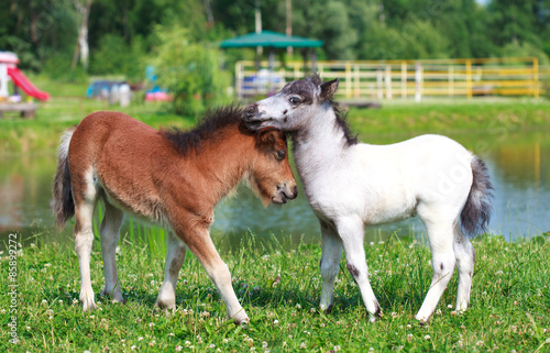 Slika na platnu Two mini horses Falabella playing on meadow in summer