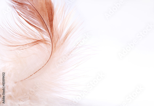Feather on light background, close-up, selective focus 