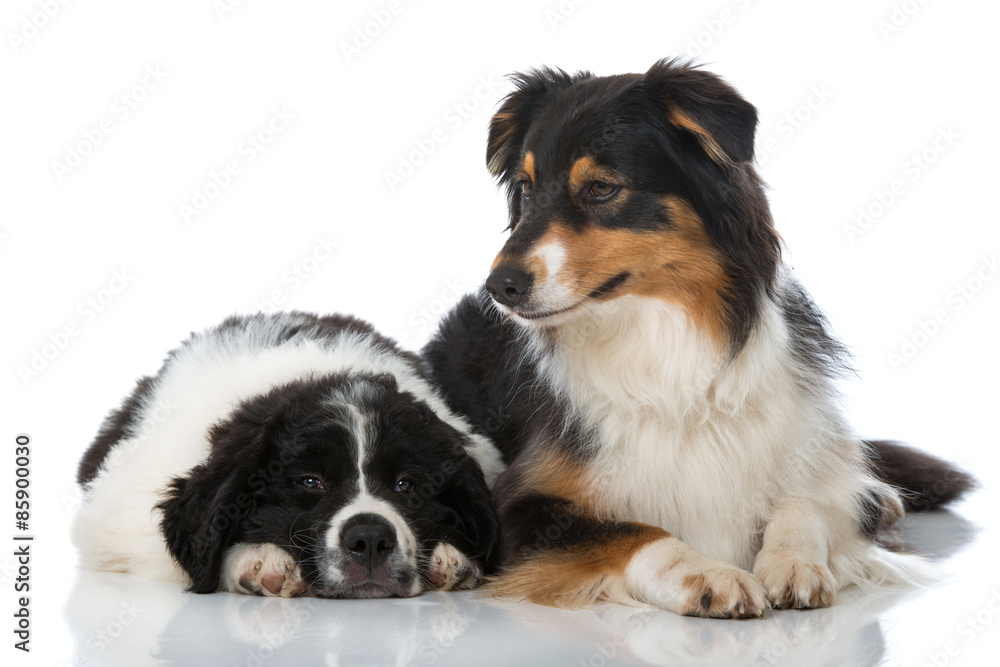 Hund sieht auf Welpe herab Hund sieht auf Welpe herab