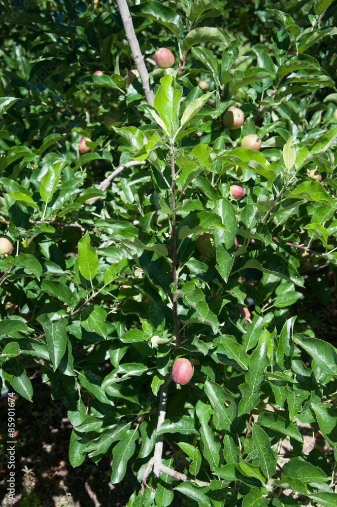 pianta di mele