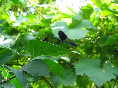 The Blue Dragonfly (Alien) On a Tree