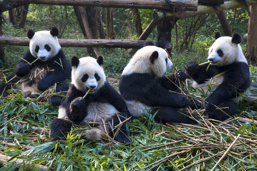 Fototapeta premium パンダ