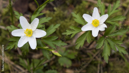 Oxalis acetosella flowers