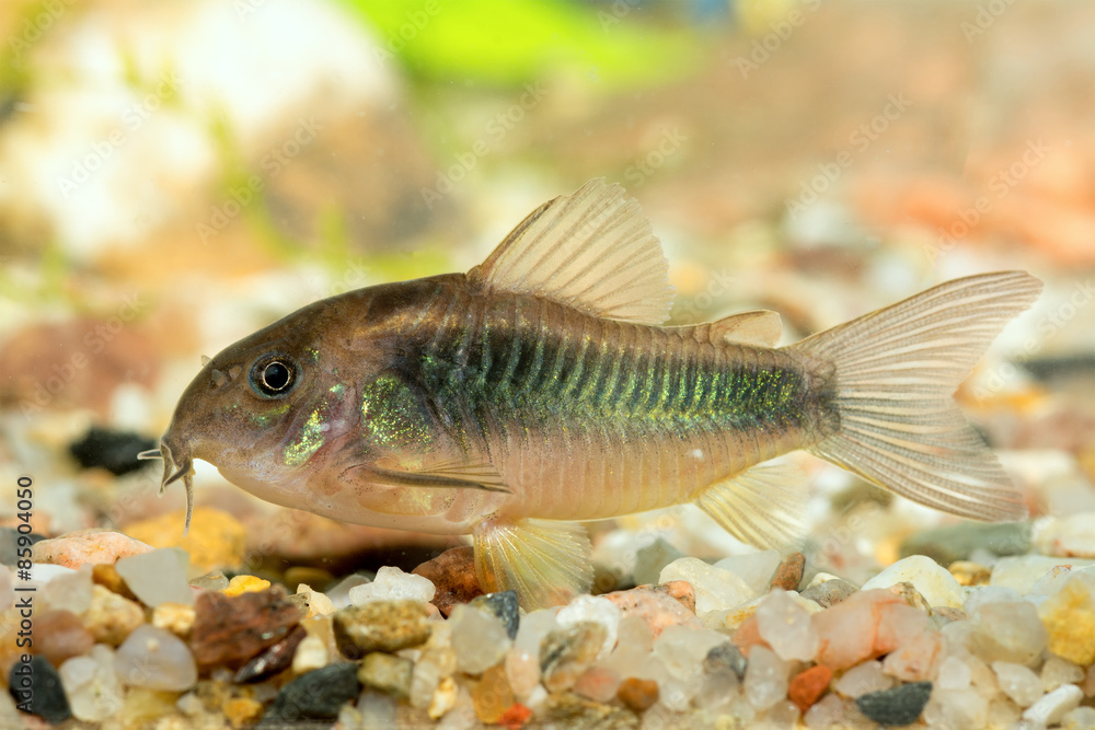 Fototapeta premium Corydoras fish