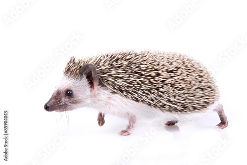 Hedgehog