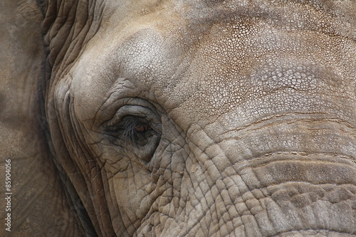 Close up of the face of an african elephant (Loxodonta africana)