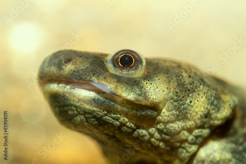 Head salamander