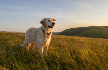 Acrylglasbilder Hund Glücklicher Hund im Feld bei Sonnenuntergang  © Donna White