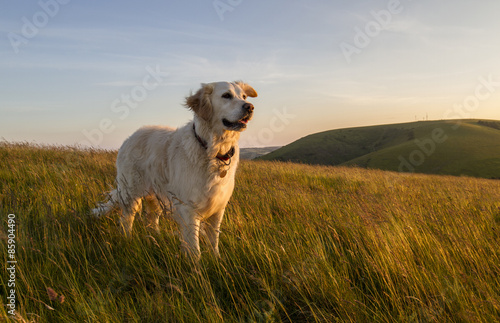 Photo dog happy in field at sunset