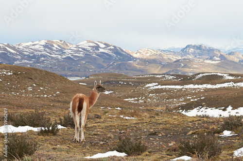 Guanaco (Lama guanicoe) walking across grasslands in Torres del Paine National Park in Patagonia, Chile