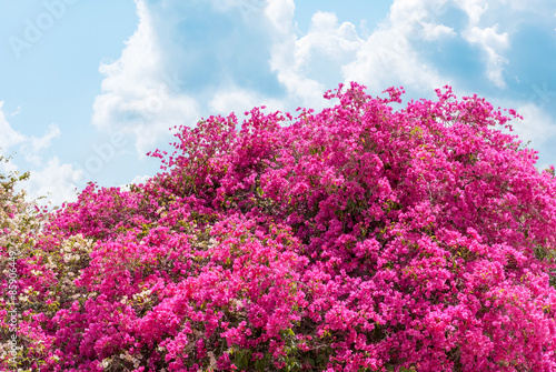 Azalea flower