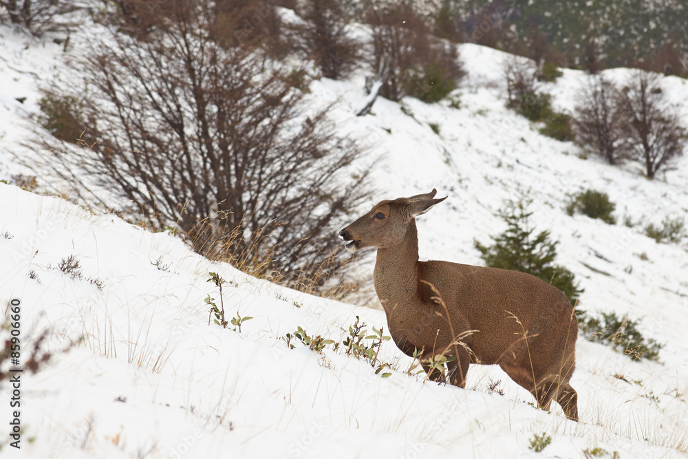 Fototapeta premium Guemal (Hippocamelus bisulcus) in deep snow on a mountain side in winter in Torres del Paine National Park, Chile. Endangered species also sometimes known as the South Andean Deer or Huemul Chileno.