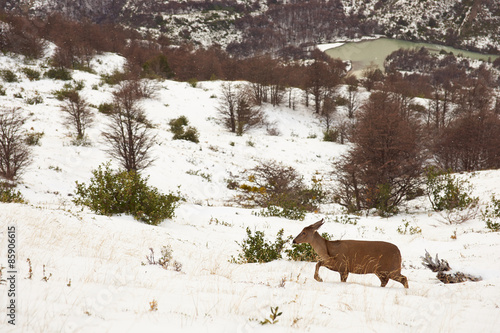 Guemal (Hippocamelus bisulcus) in deep snow on a mountain side in winter in Torres del Paine National Park, Chile. Endangered species also sometimes known as the South Andean Deer or Huemul Chileno. photo