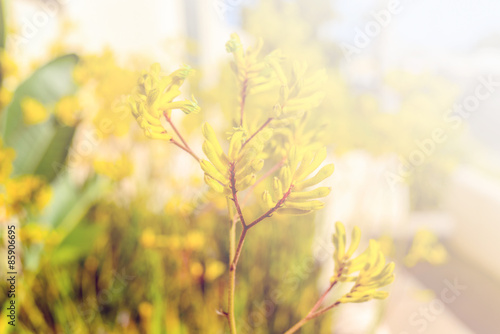 dreamy style photo with blurry and bokeh effects