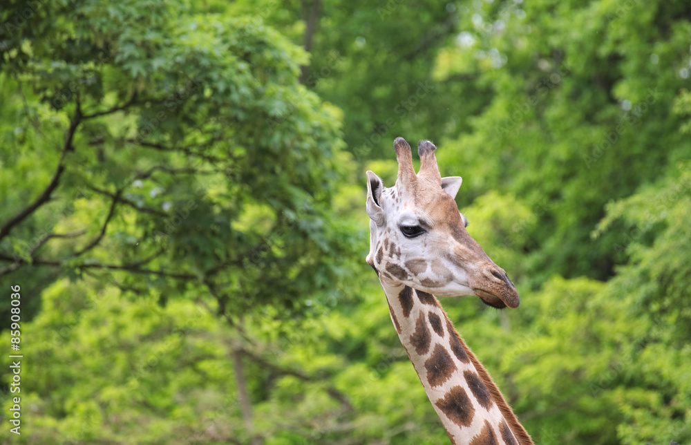 Head of Rothschilds Giraffe (Giraffa camelopardalis rothschildi) in ...