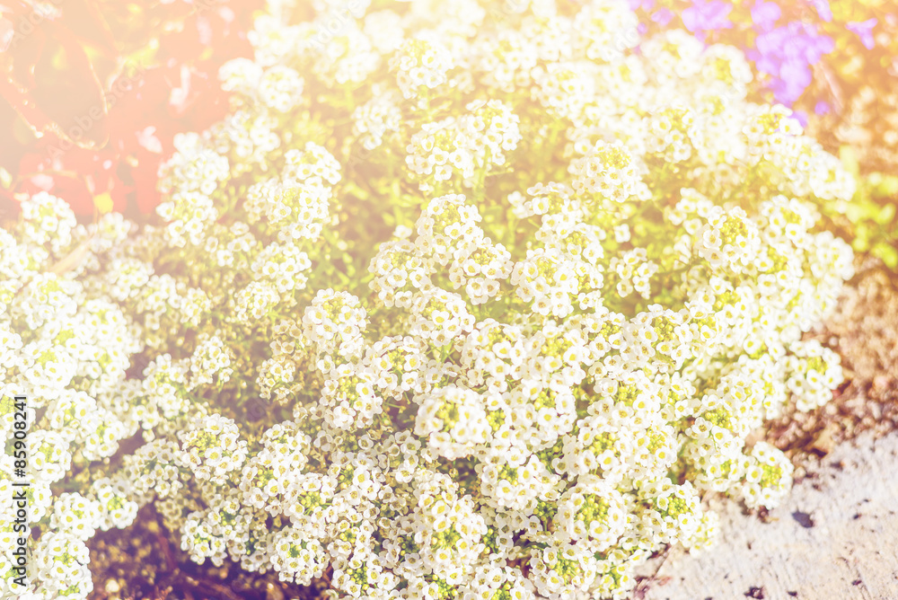 dreamy style photo with blurry and bokeh effects dreamy style photo with blurry and bokeh effects