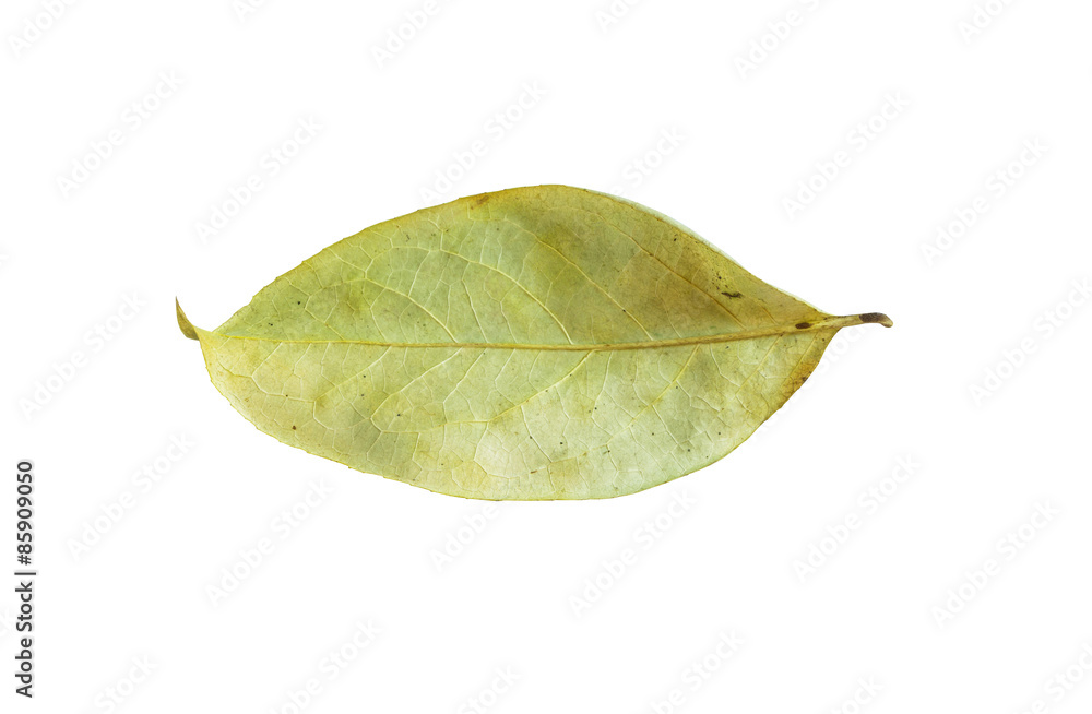 Dry leaves isolated on white background. Dry leaves isolated on white background.