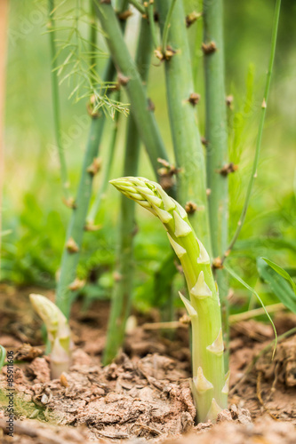 Fototapeta Naklejka Na Ścianę i Meble -  Asparagus growing in the field