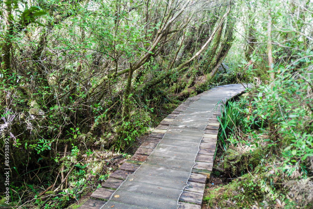Boardwalk in a forest in National Park Chiloe Boardwalk in a forest in National Park Chiloe