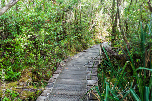 Boardwalk in a forest in National Park Chiloe