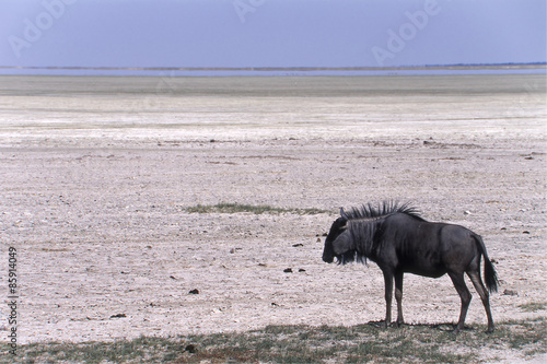 Uno Gnu (Cannochaetes taurinus) ai margini del Pan del Parcco Nazionale di Etosha in Namibia 