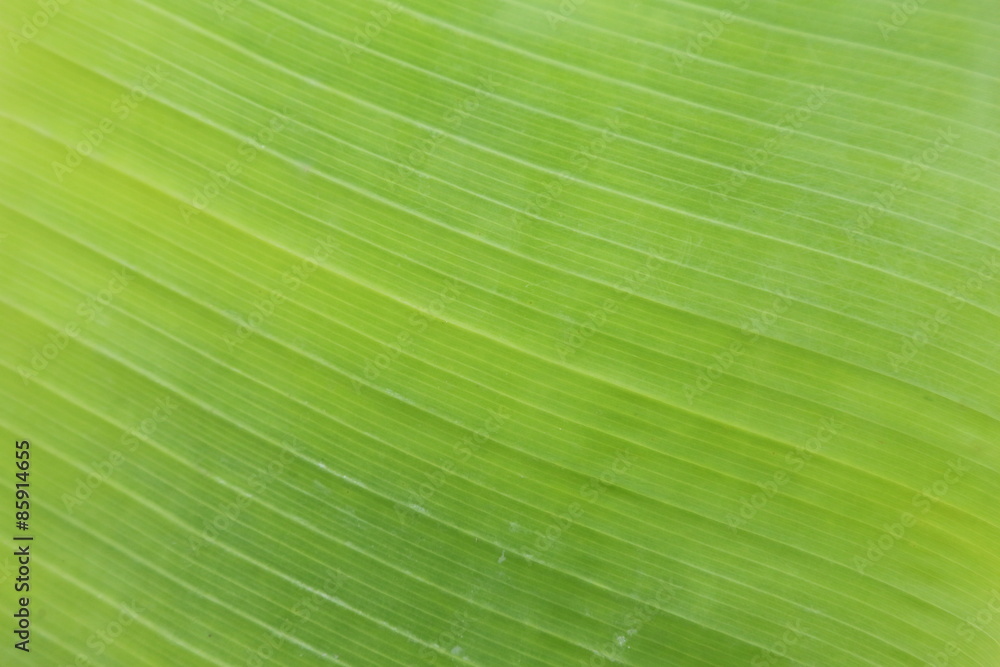 banana leaf texture banana leaf texture